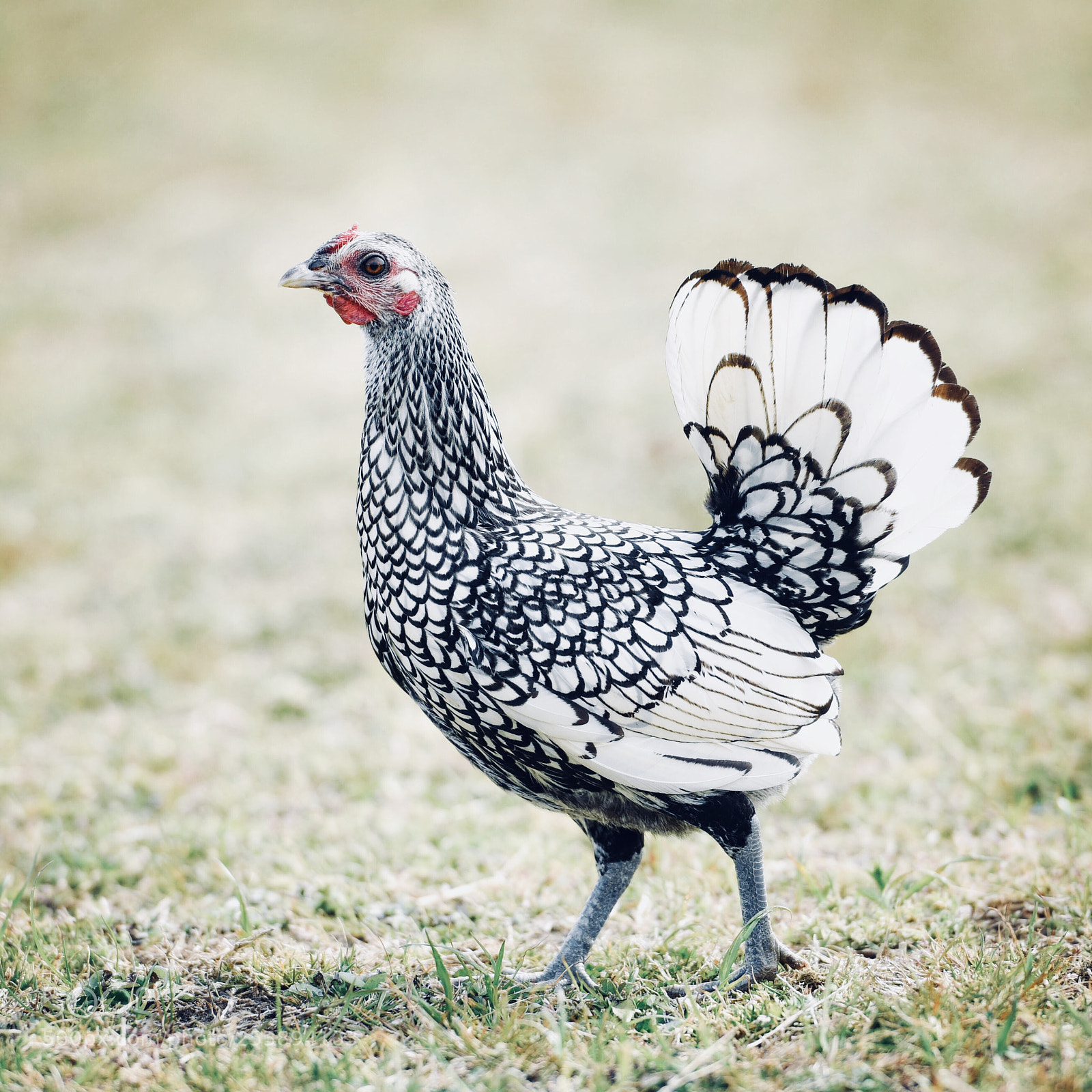 Nikon D810 sample photo. Where is my rooster! photography
