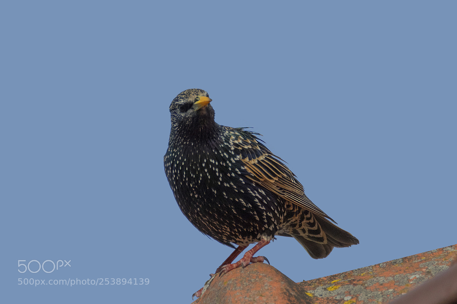 Nikon D500 sample photo. Lonely starling photography