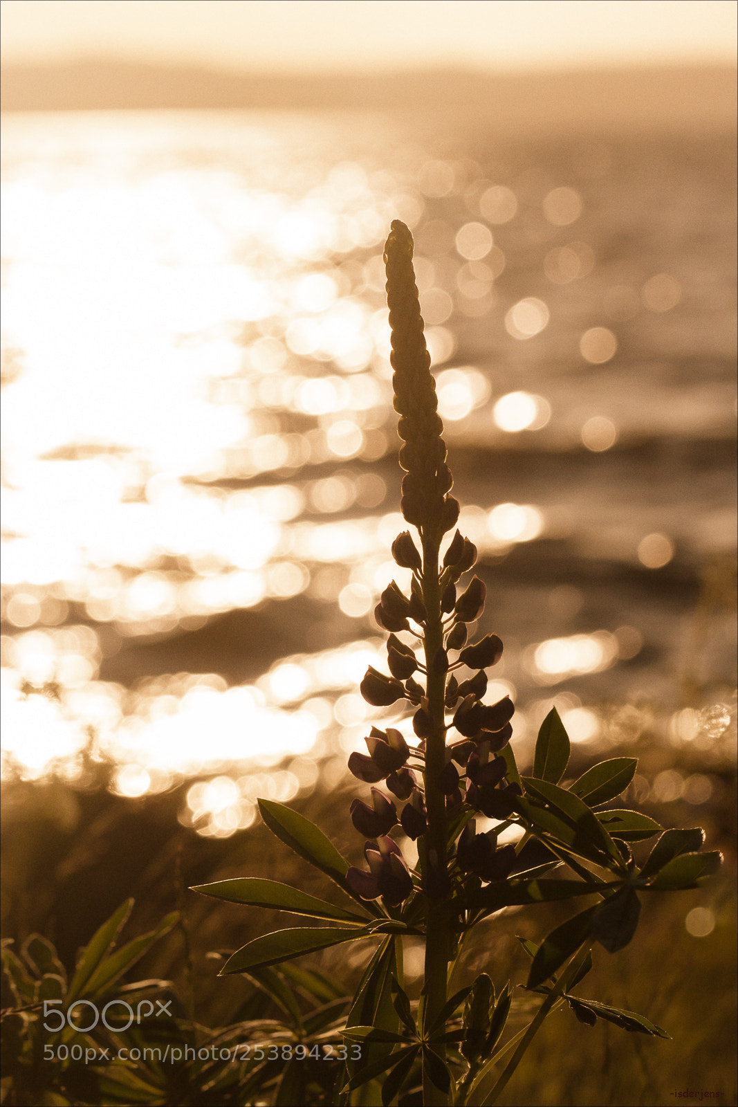 Canon EOS 70D sample photo. In the light photography