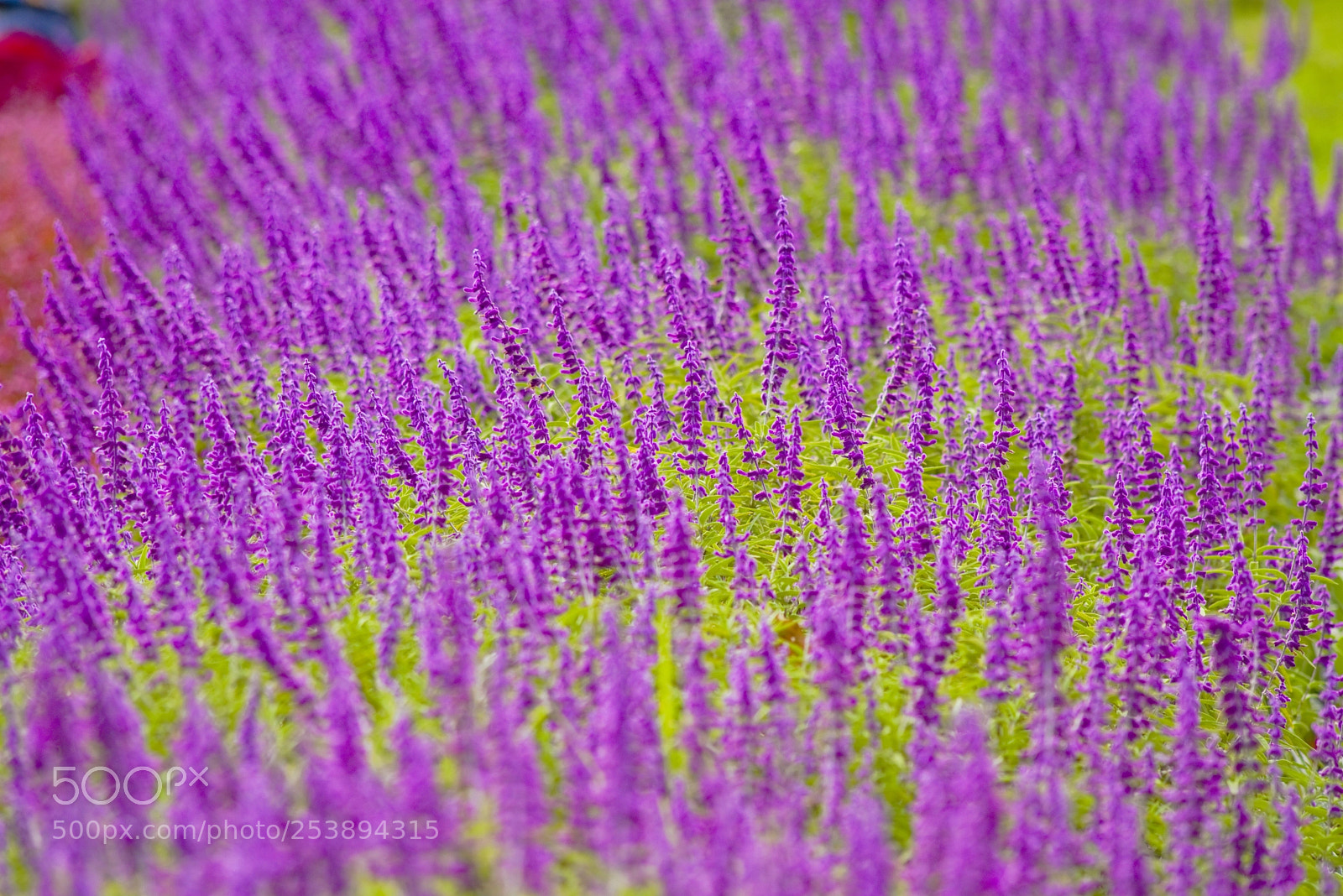 Nikon D610 sample photo. Flowers photography