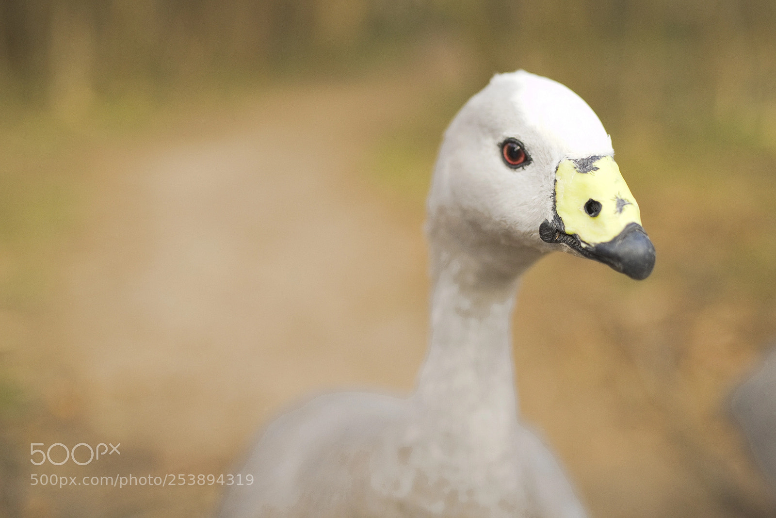 Nikon D610 sample photo. Goose photography