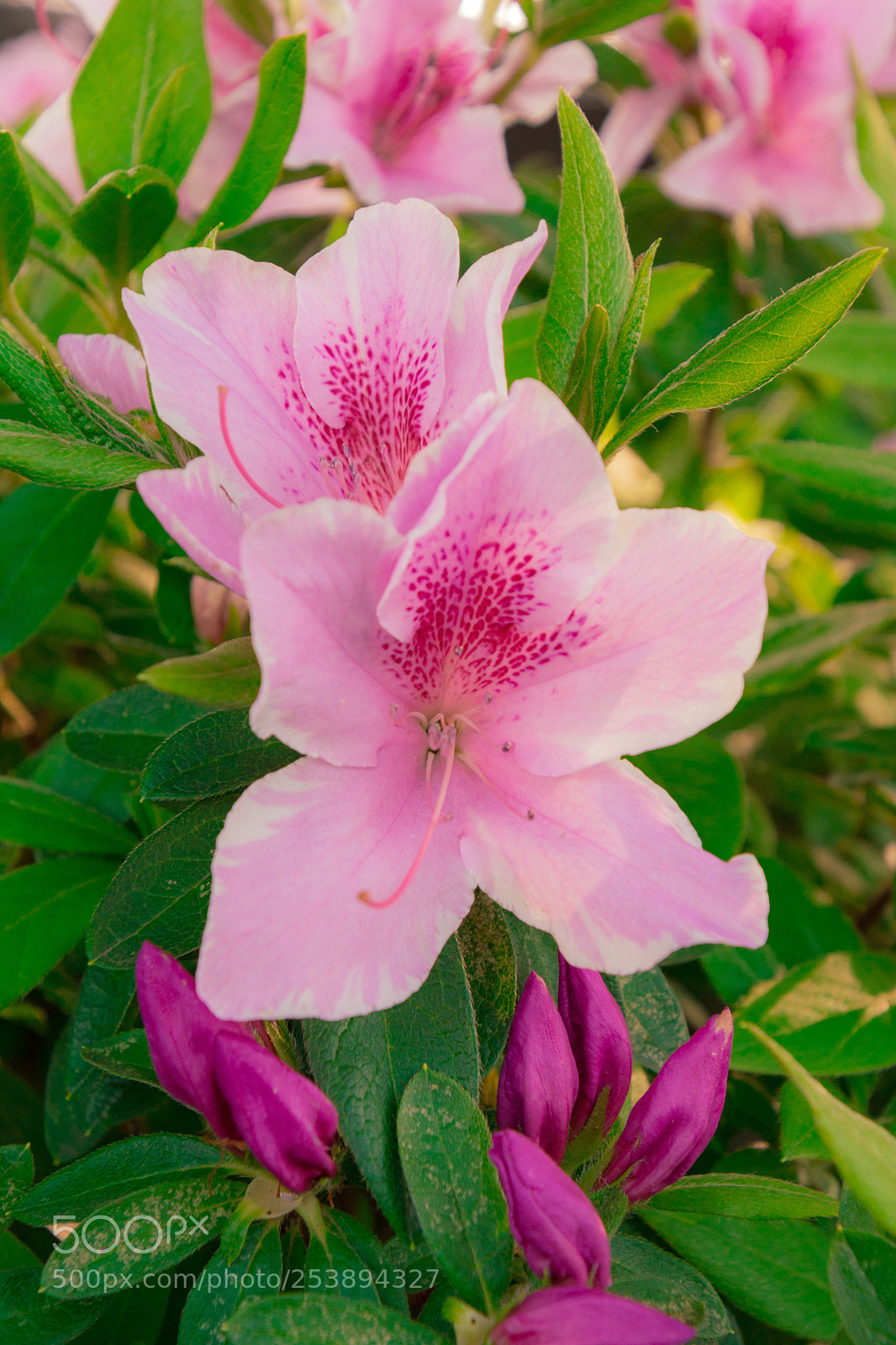 Nikon D7100 sample photo. Azalea photography