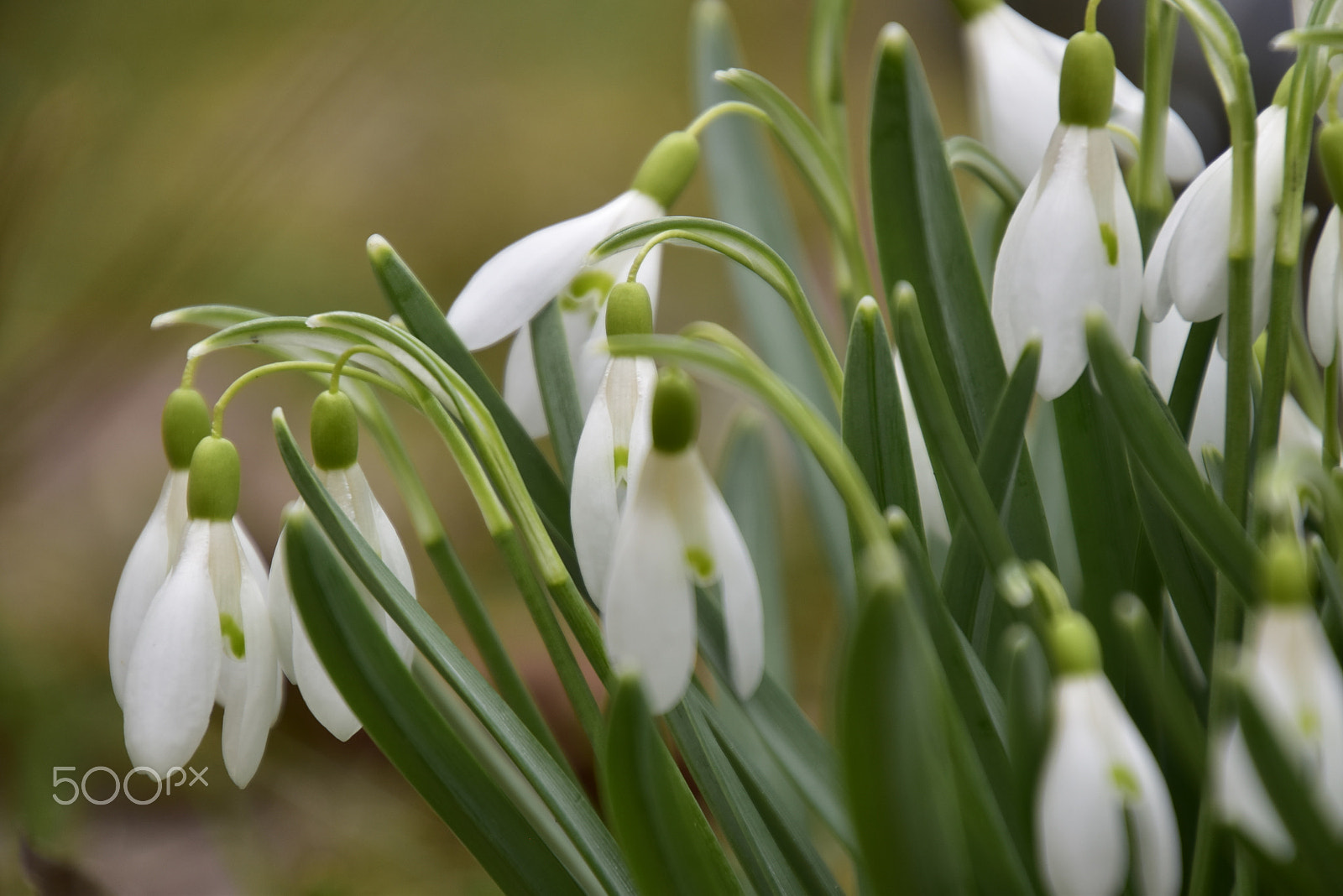 Nikon D5500 sample photo. Snödroppar photography
