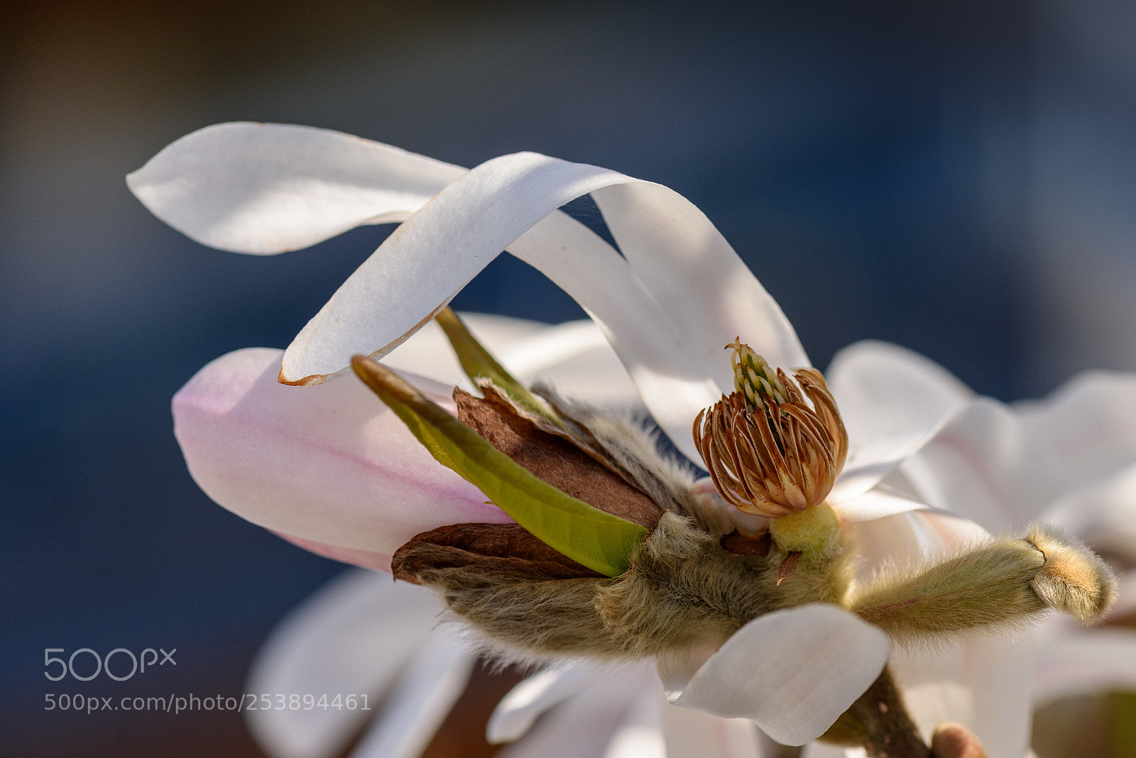 Nikon D810 sample photo. Magnolia photography
