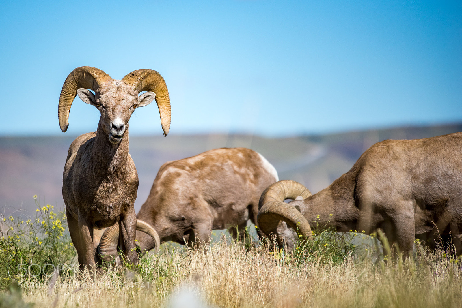 Nikon D810 sample photo. Big horn sheep grazing photography