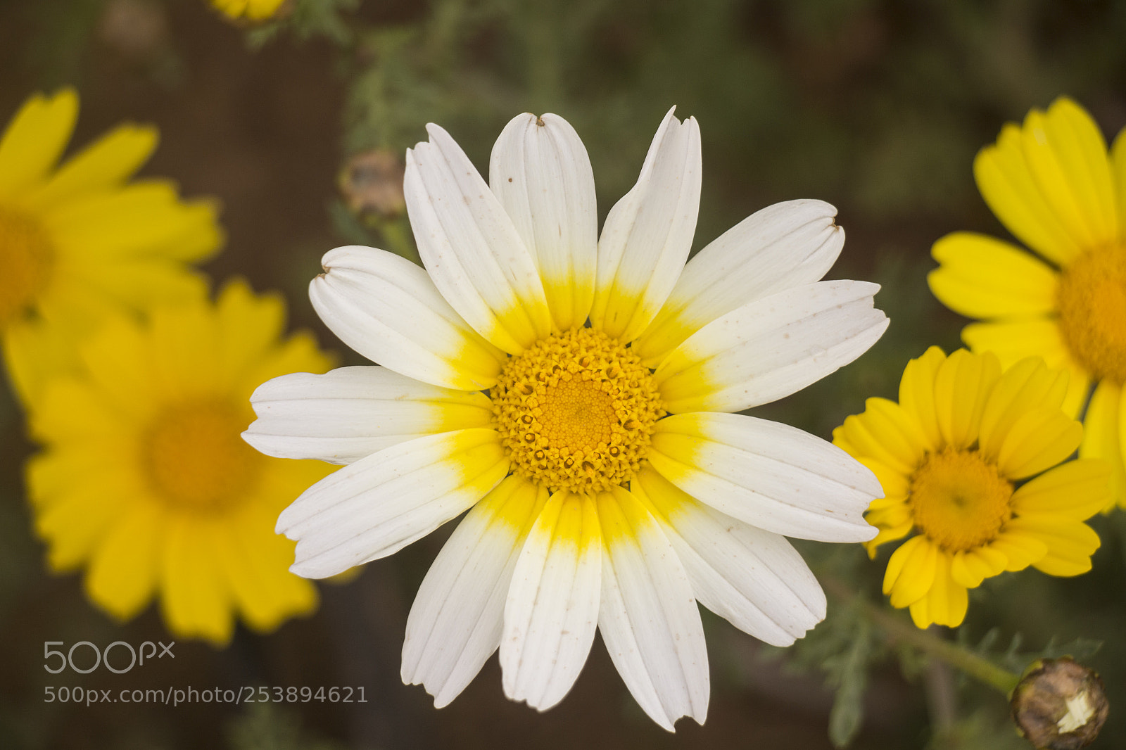 Canon EOS 700D (EOS Rebel T5i / EOS Kiss X7i) sample photo. Flower photography