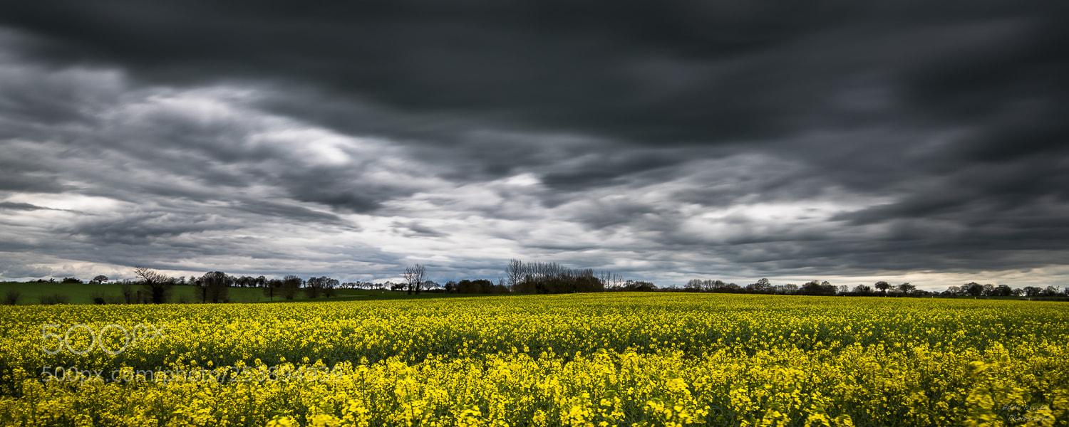 Nikon D810 sample photo. In the fields photography