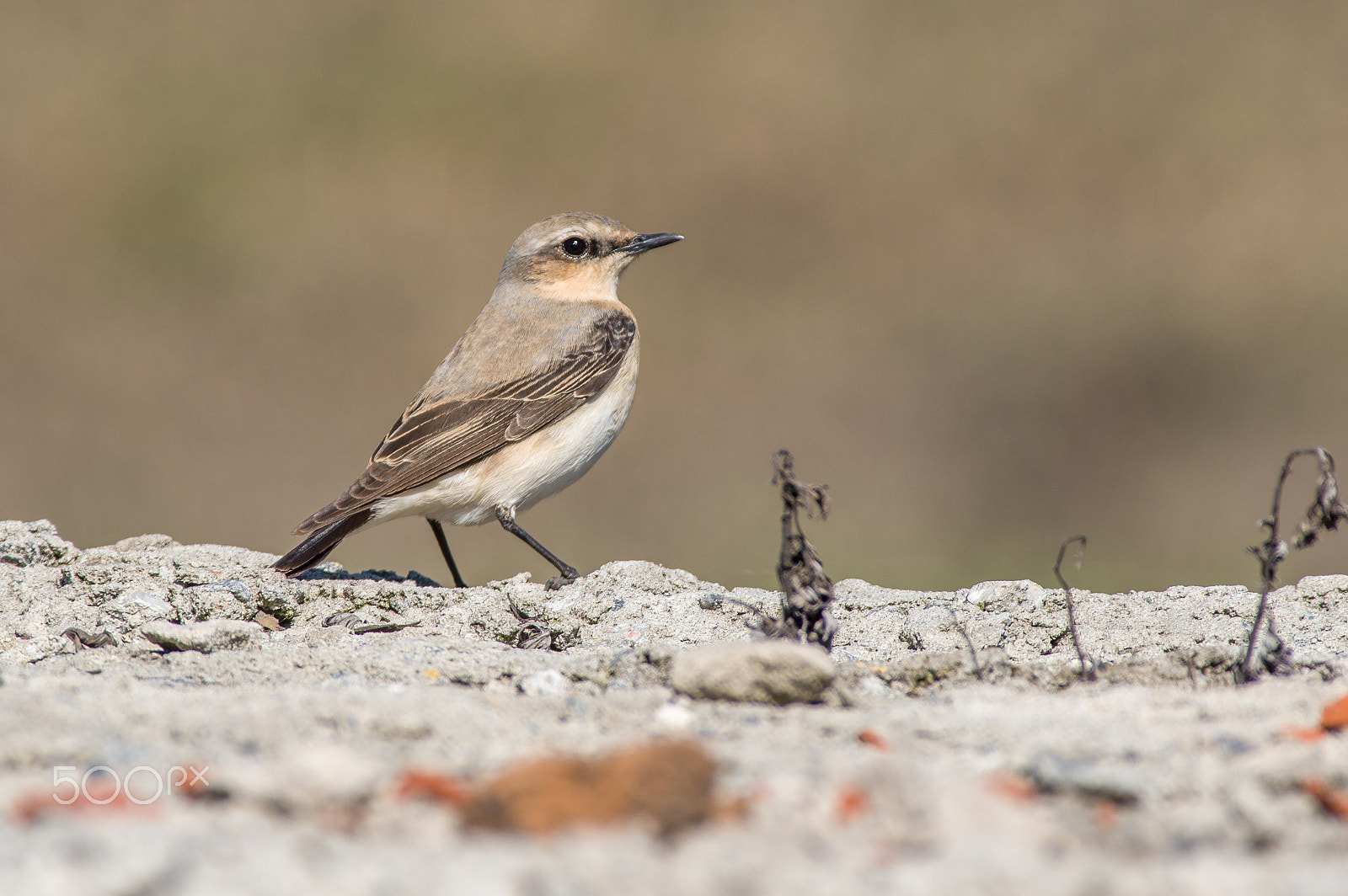 Pentax KP sample photo. Wheatear photography