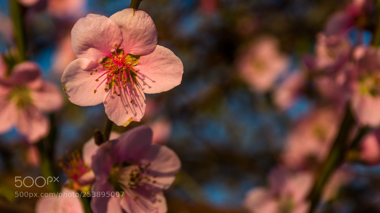 Nikon D7200 sample photo. Little imperfections photography