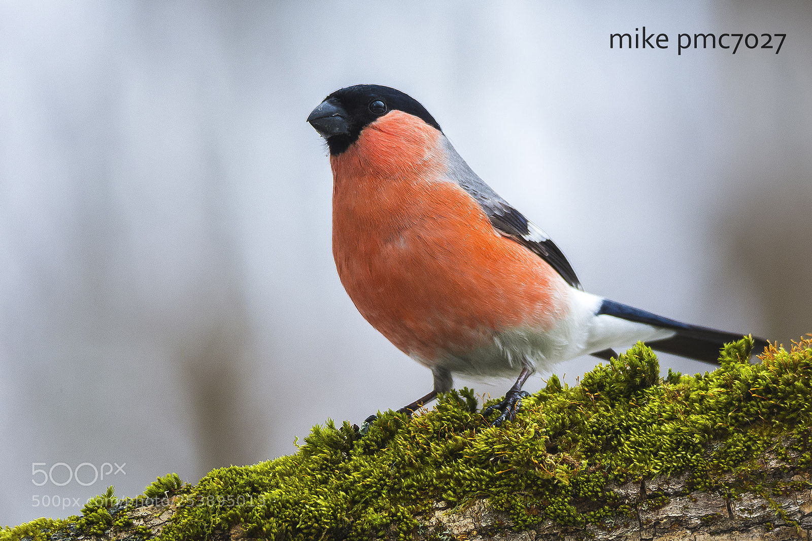 Nikon D7100 sample photo. Bullfinch photography