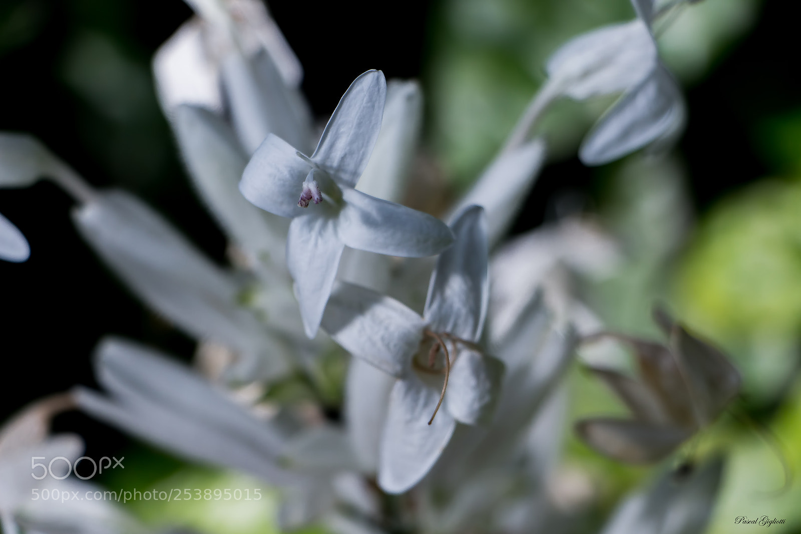 Canon EOS 700D (EOS Rebel T5i / EOS Kiss X7i) sample photo. Whitfieldia elongata photography