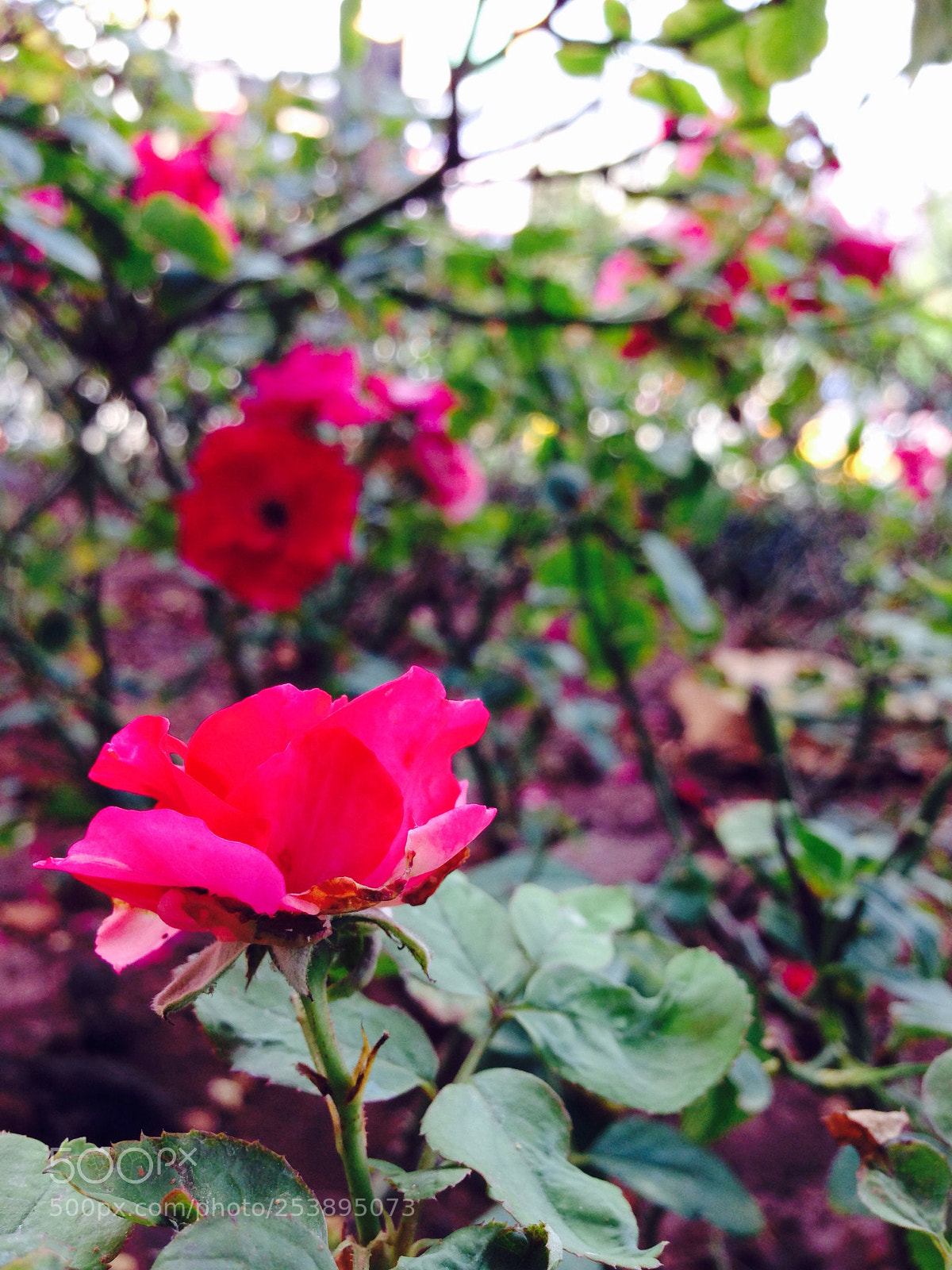 Apple iPhone 5 sample photo. Beauty  photography