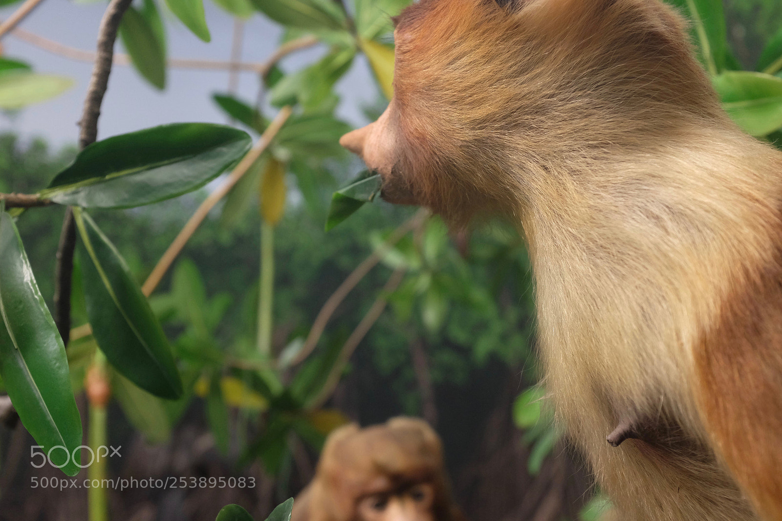 Fujifilm X100S sample photo. Proboscis monkey museum of photography