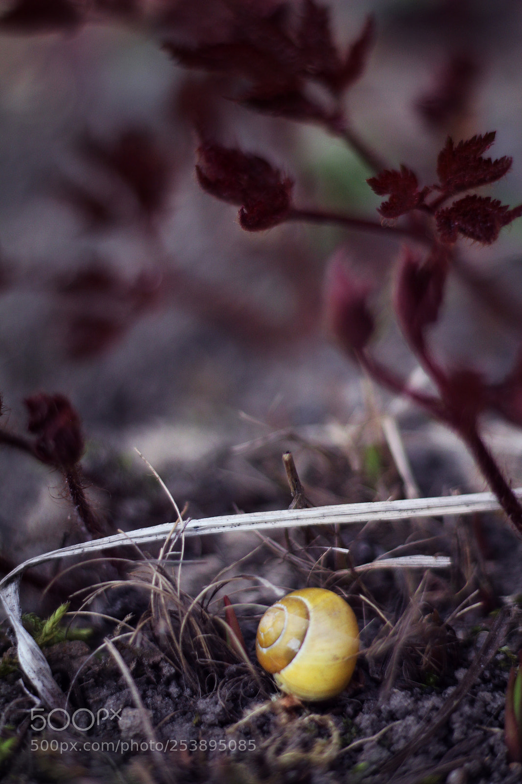 Canon EOS 1200D (EOS Rebel T5 / EOS Kiss X70 / EOS Hi) sample photo. Snail photography