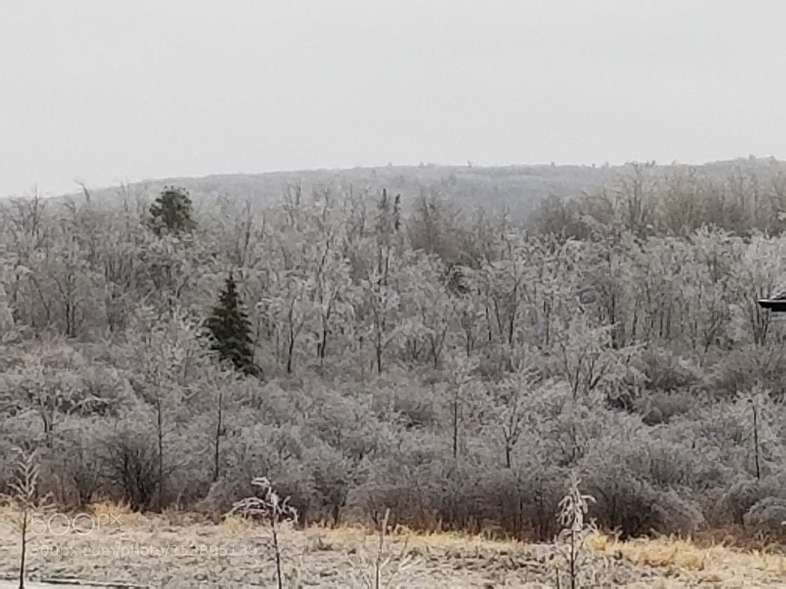Samsung Galaxy S8 sample photo. Still winter photography