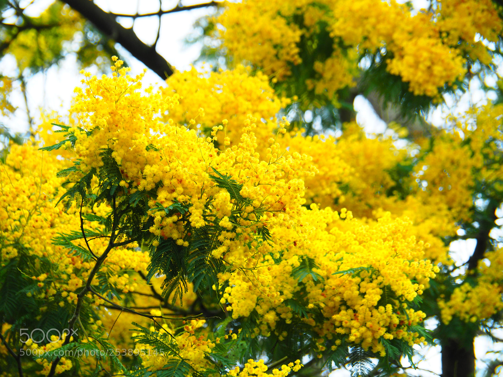 Olympus OM-D E-M5 II sample photo. Mimosa photography