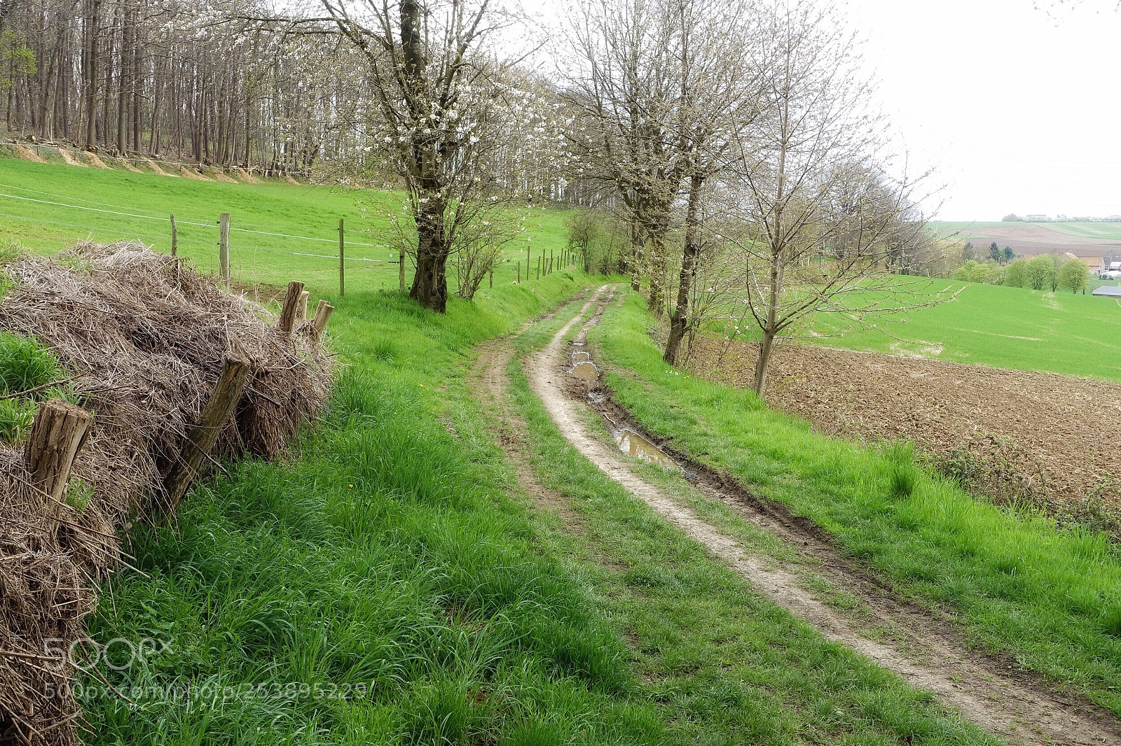 Sony Cyber-shot DSC-RX100 III sample photo. Wissenbeemd walking trail photography