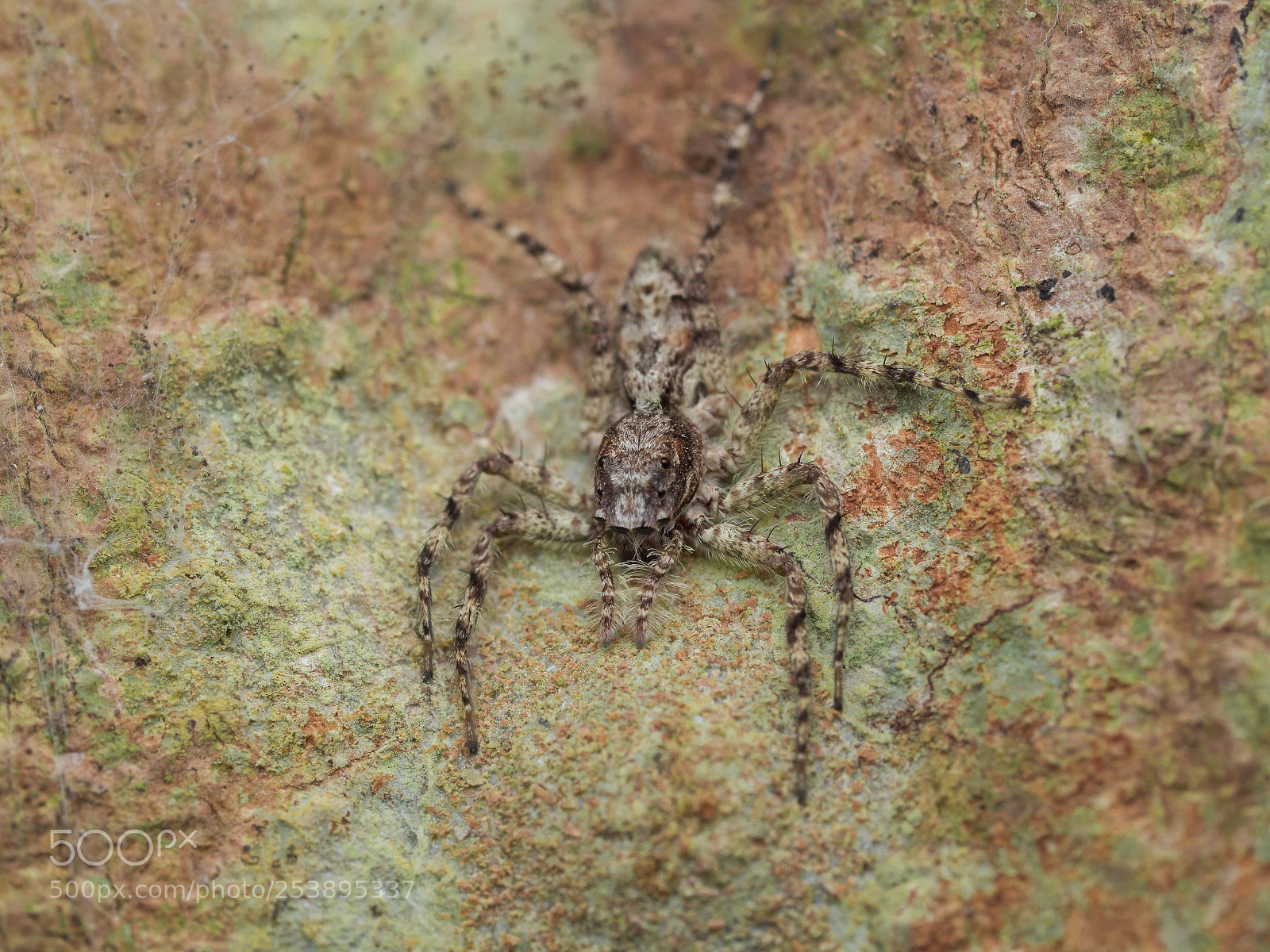 Olympus PEN-F sample photo. Ninja spider photography