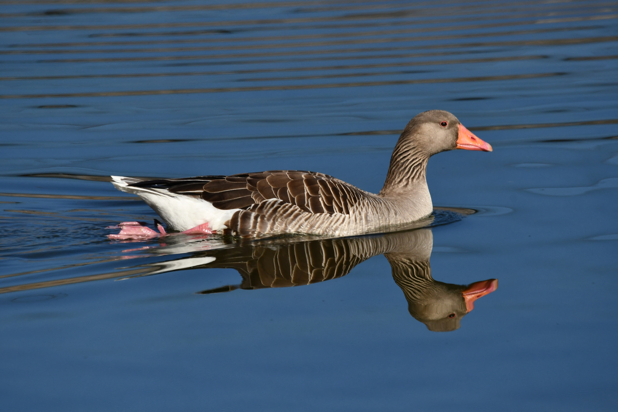 Sigma 120-400mm F4.5-5.6 DG OS HSM sample photo. Ganso photography