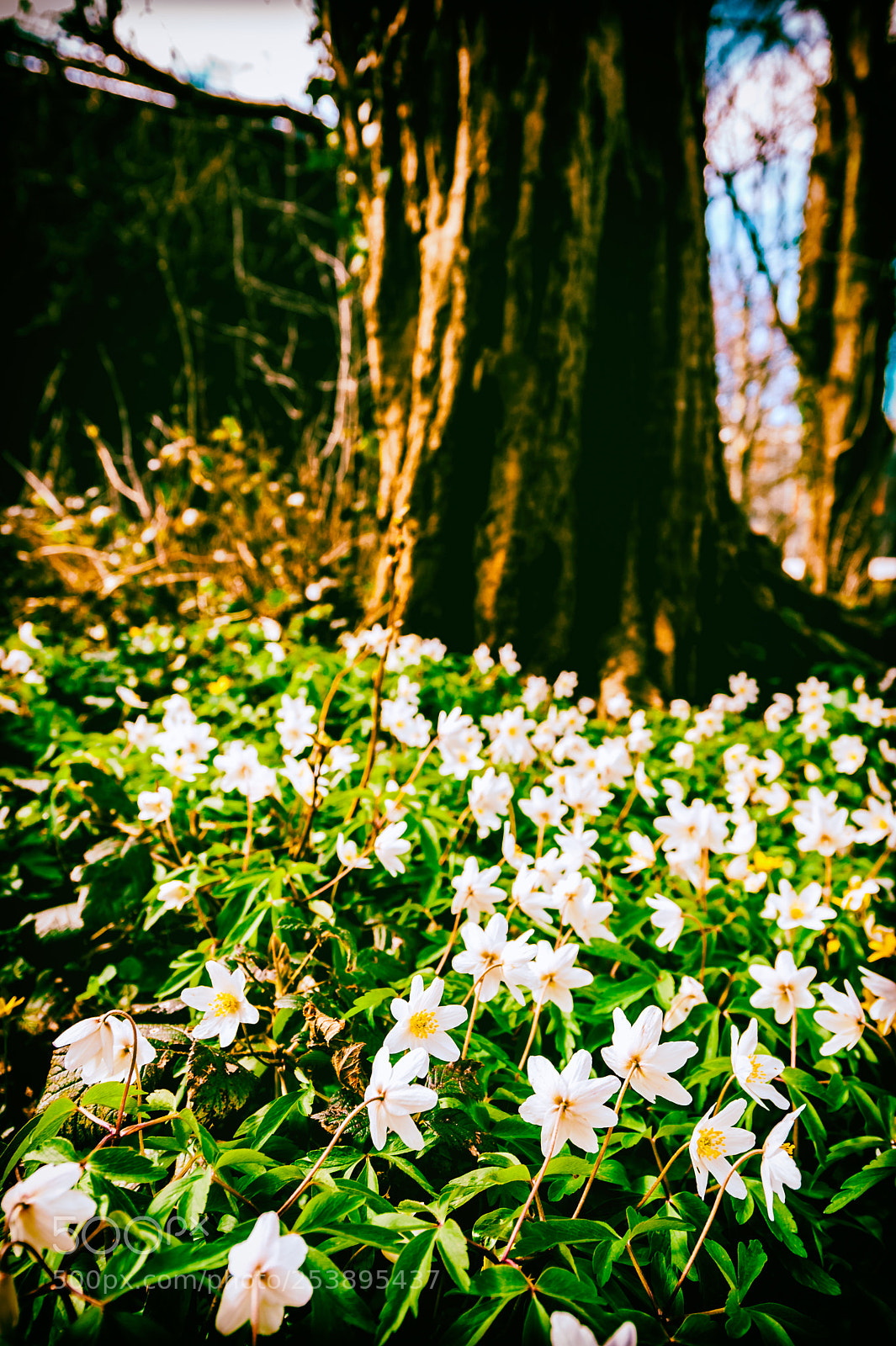 Nikon D3 sample photo. In the flowers photography