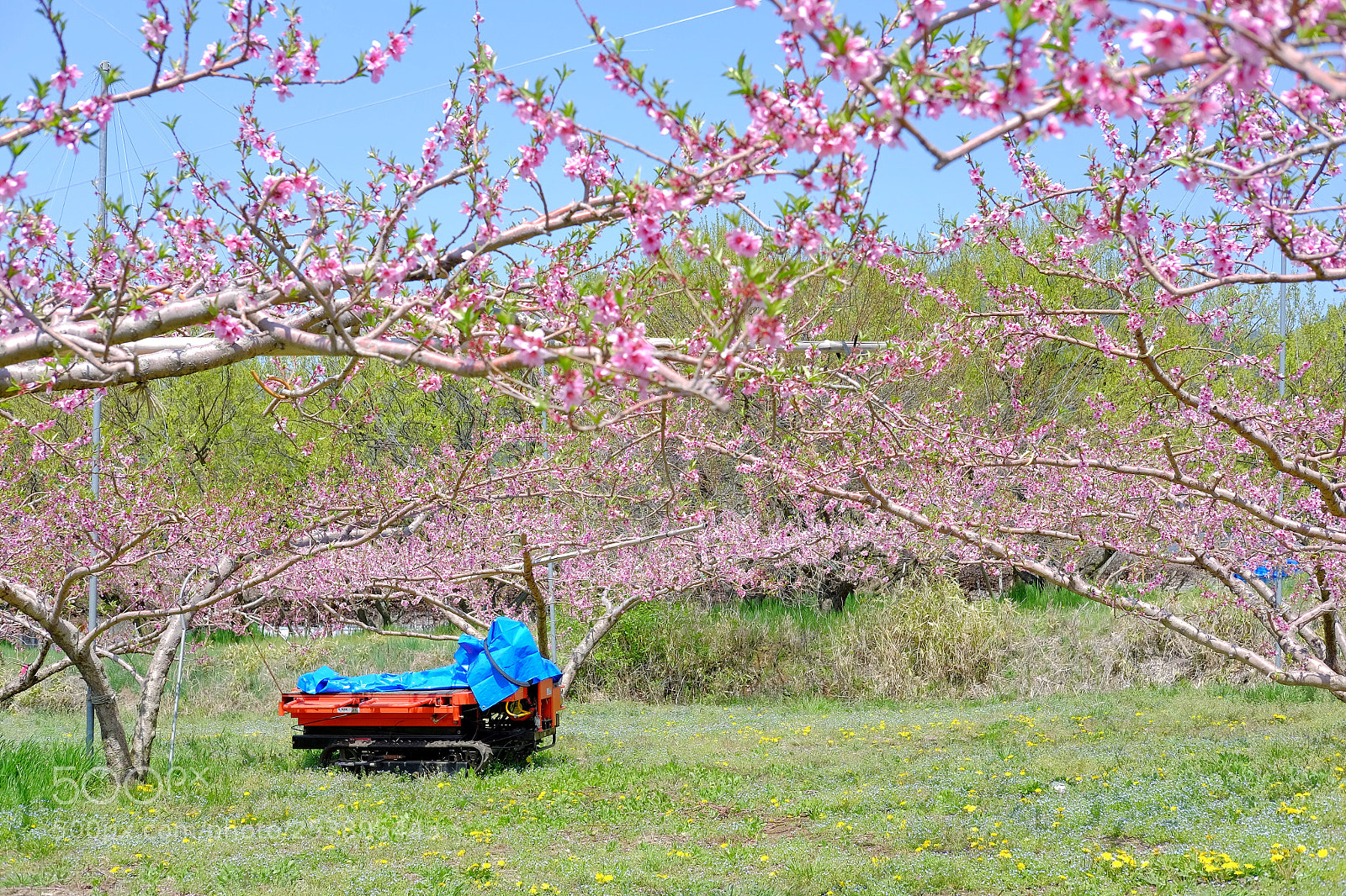 Fujifilm X-E2 sample photo. A peach orchard photography