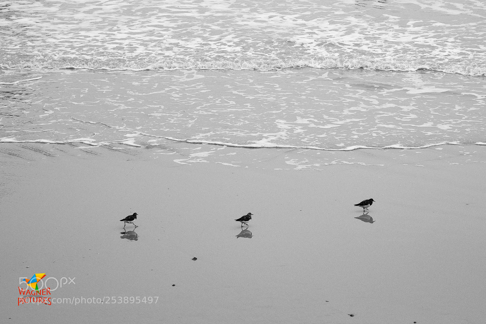 Fujifilm X-T2 sample photo. Thr33 birds photography
