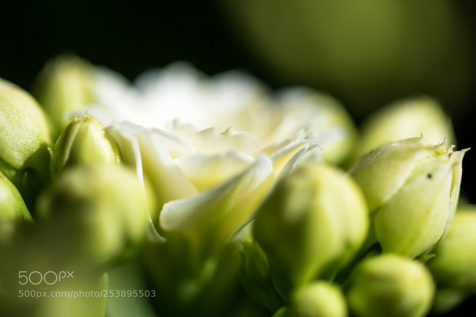 Nikon D500 sample photo. Flowers photography