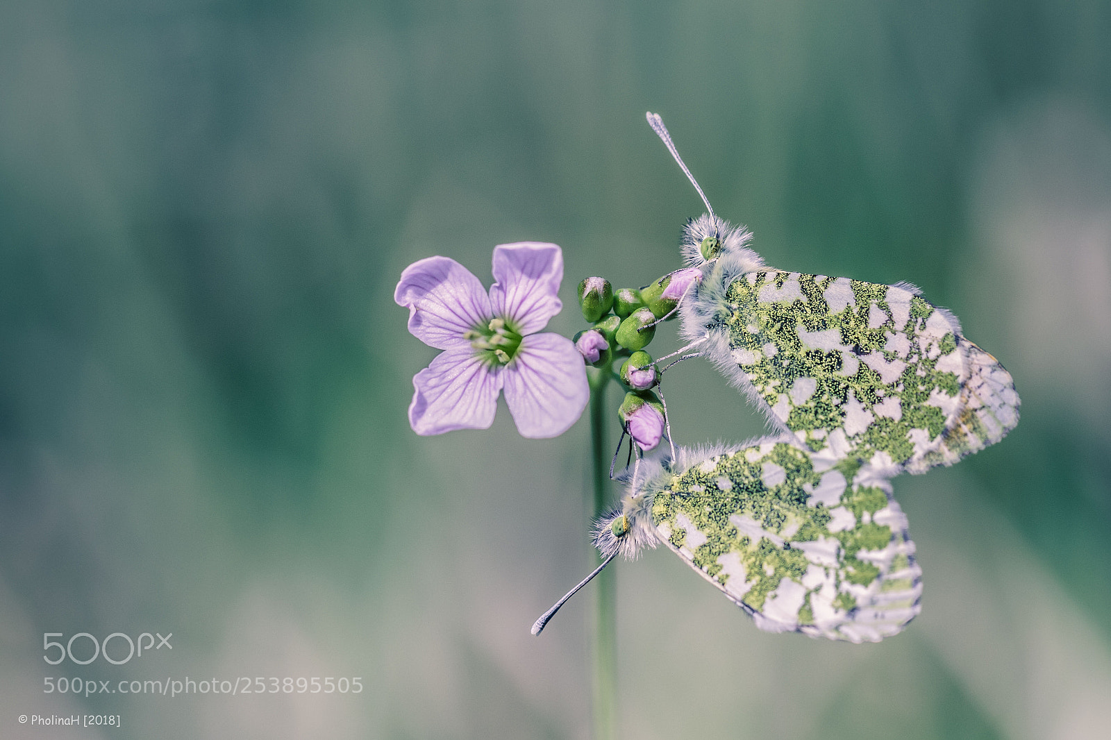 Canon EOS 70D sample photo. Lilac love photography