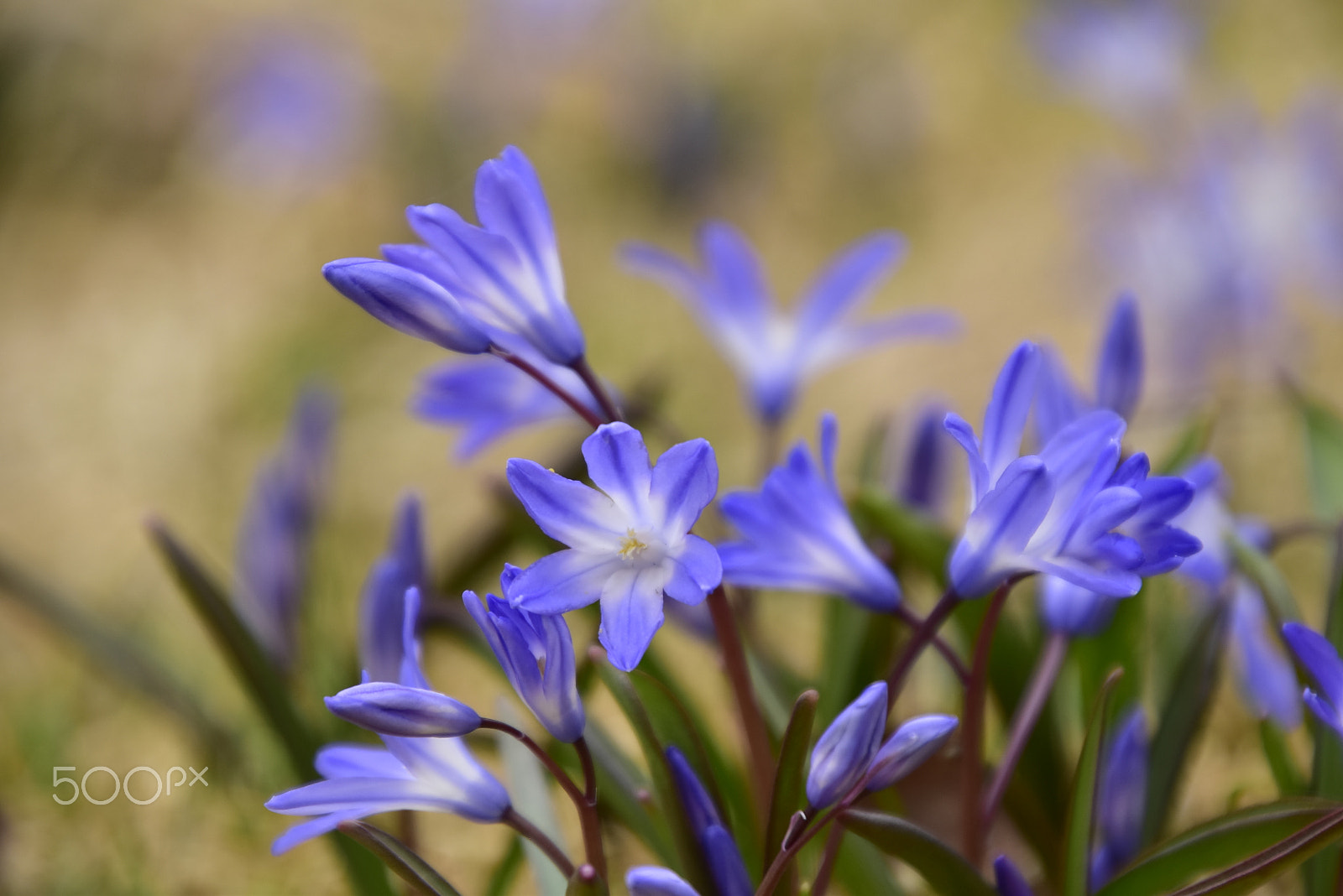 Nikon D5500 sample photo. Blommande vår photography