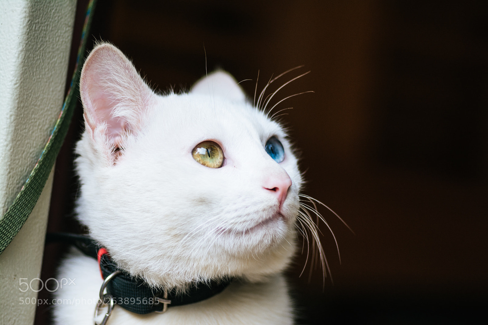 Nikon D7100 sample photo. Wait... photography