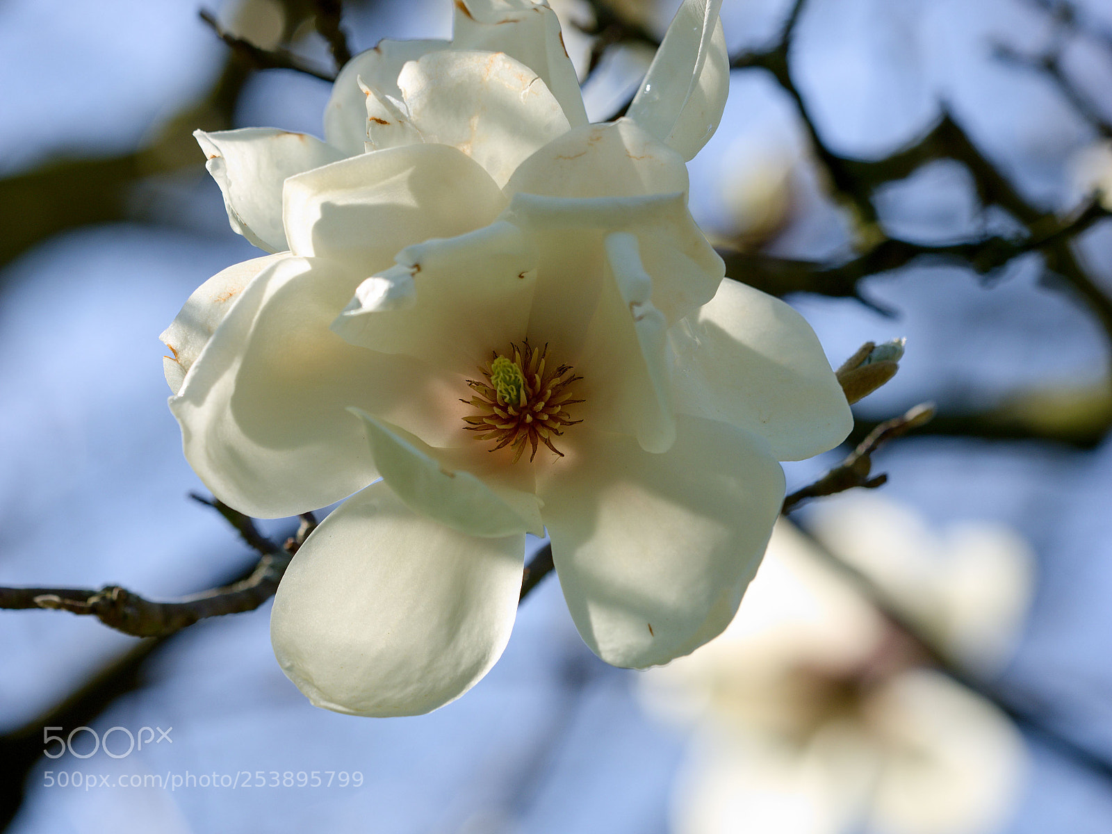 Olympus OM-D E-M1 sample photo. Magnolie photography
