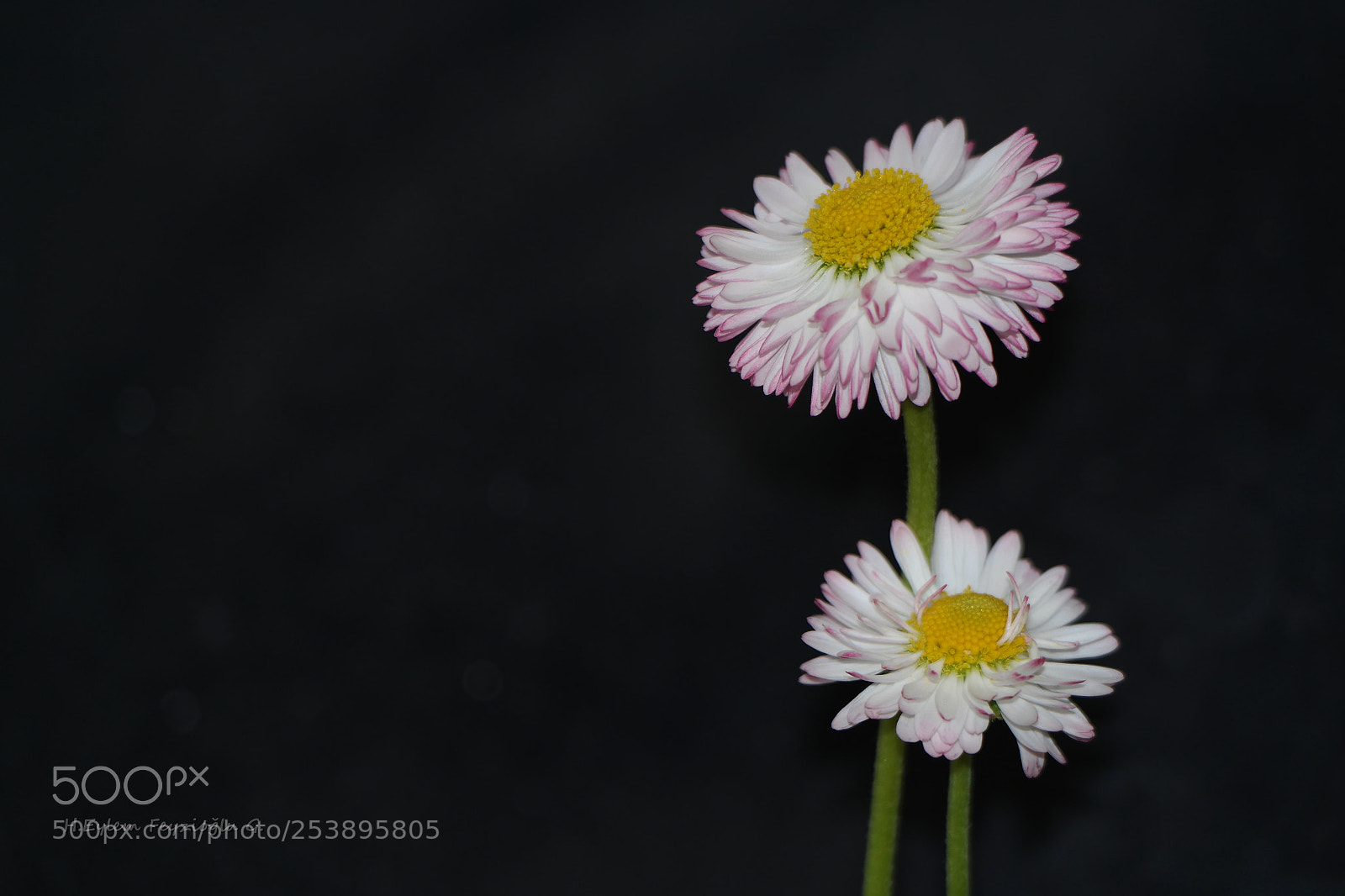 Samsung NX2000 sample photo. Flowers photography