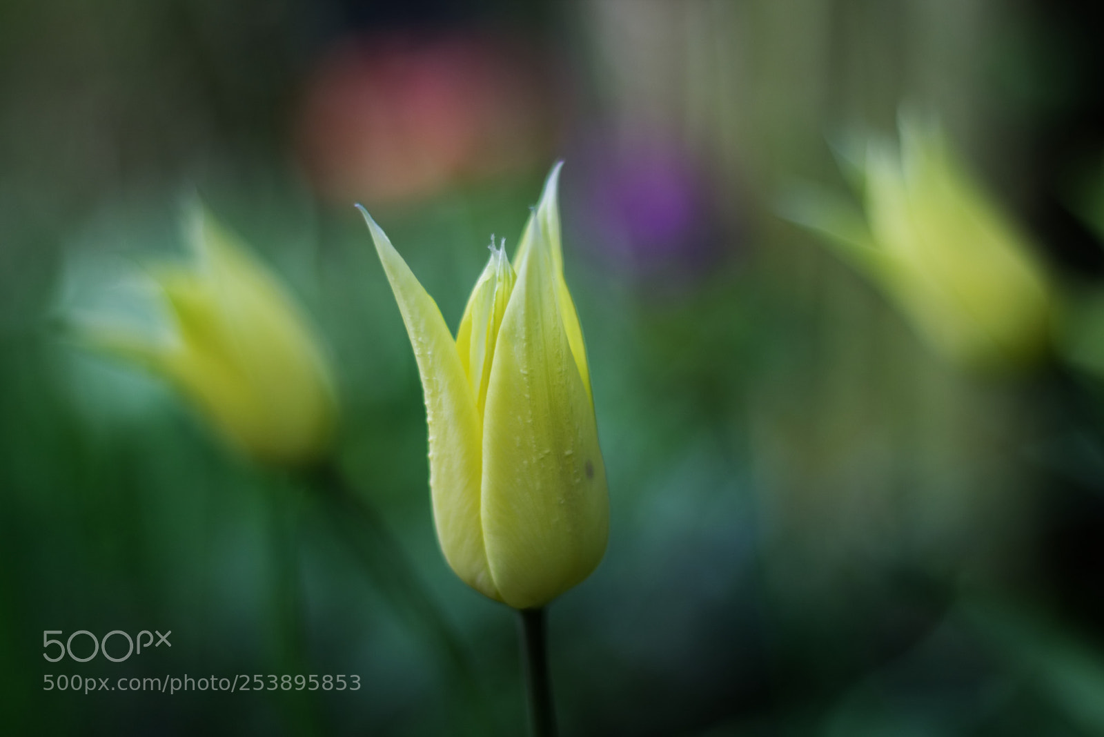 Canon EOS 750D (EOS Rebel T6i / EOS Kiss X8i) sample photo. Yellow tulip photography