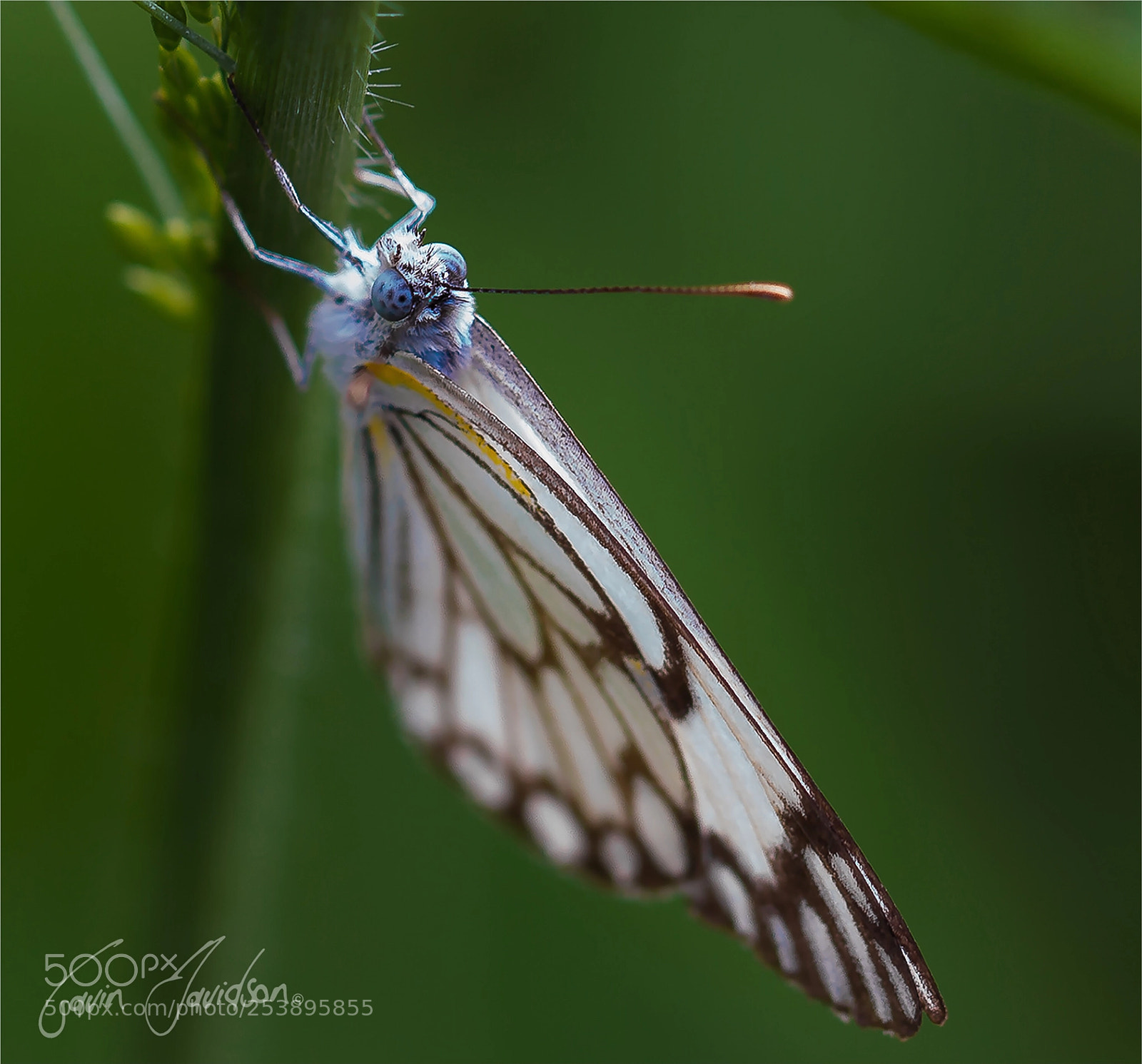 Canon EOS 700D (EOS Rebel T5i / EOS Kiss X7i) sample photo. Brown-veined-white-butterfly-belenois-aurota photography