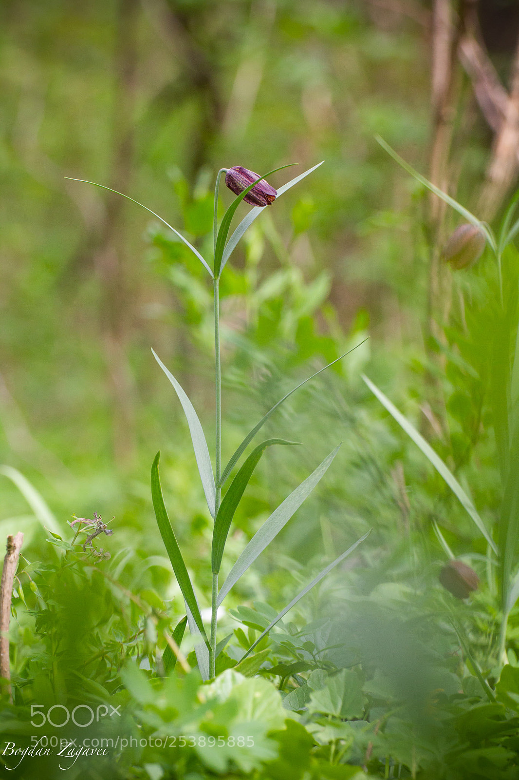 Canon EOS 60D sample photo. Fritillaria meleagris/chess flower photography