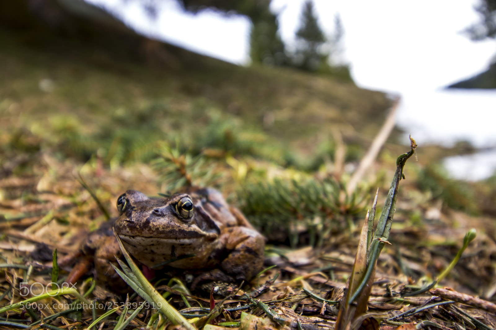 Canon EOS 77D (EOS 9000D / EOS 770D) sample photo. A  frog photography