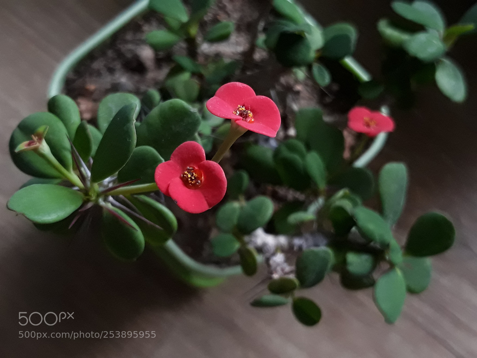Samsung Galaxy J7 sample photo. Red flower photography