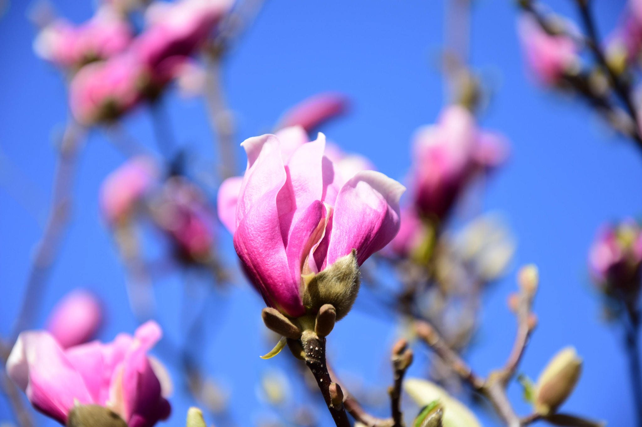 Nikon D7200 sample photo. Blooming magnolia tree. photography