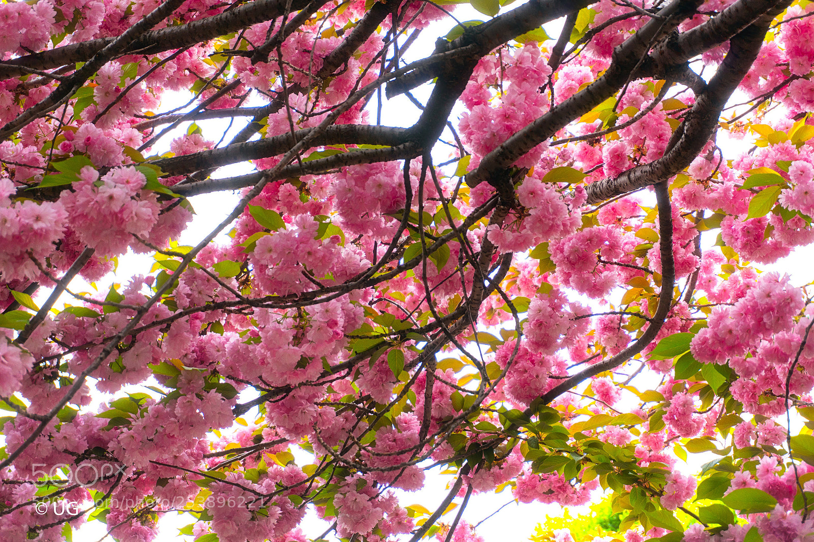 Sony a6500 sample photo. Sakura photography