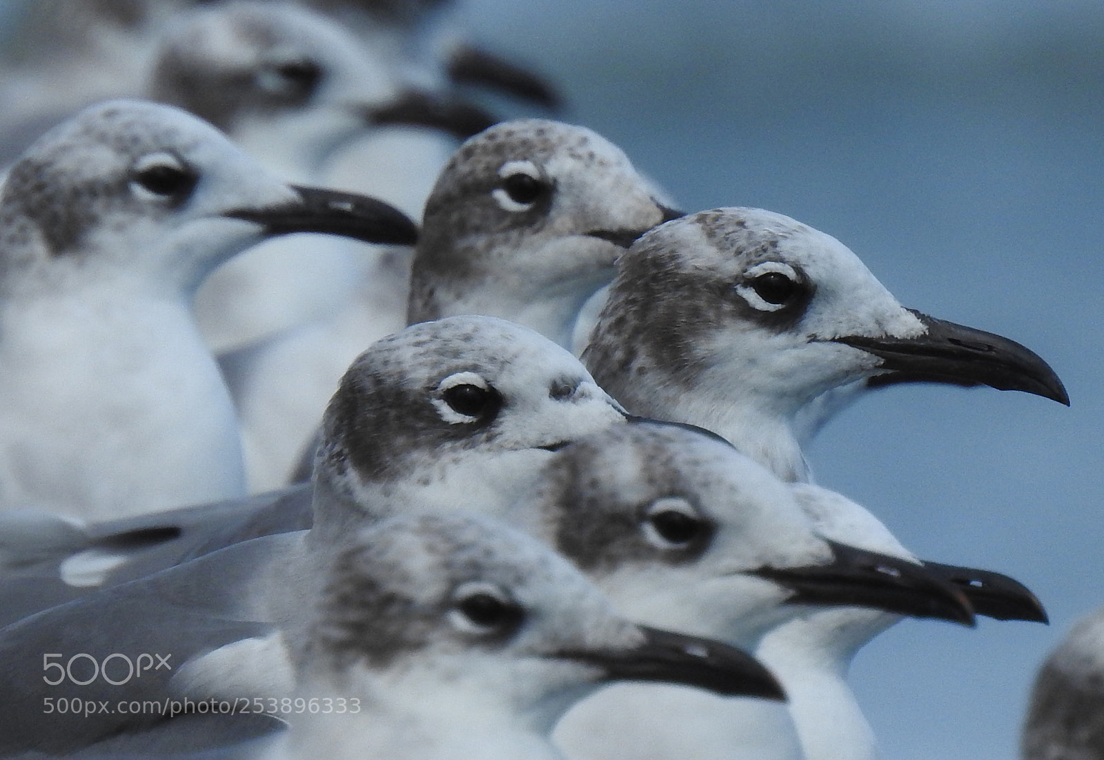 Nikon Coolpix P900 sample photo. Seagulls photography