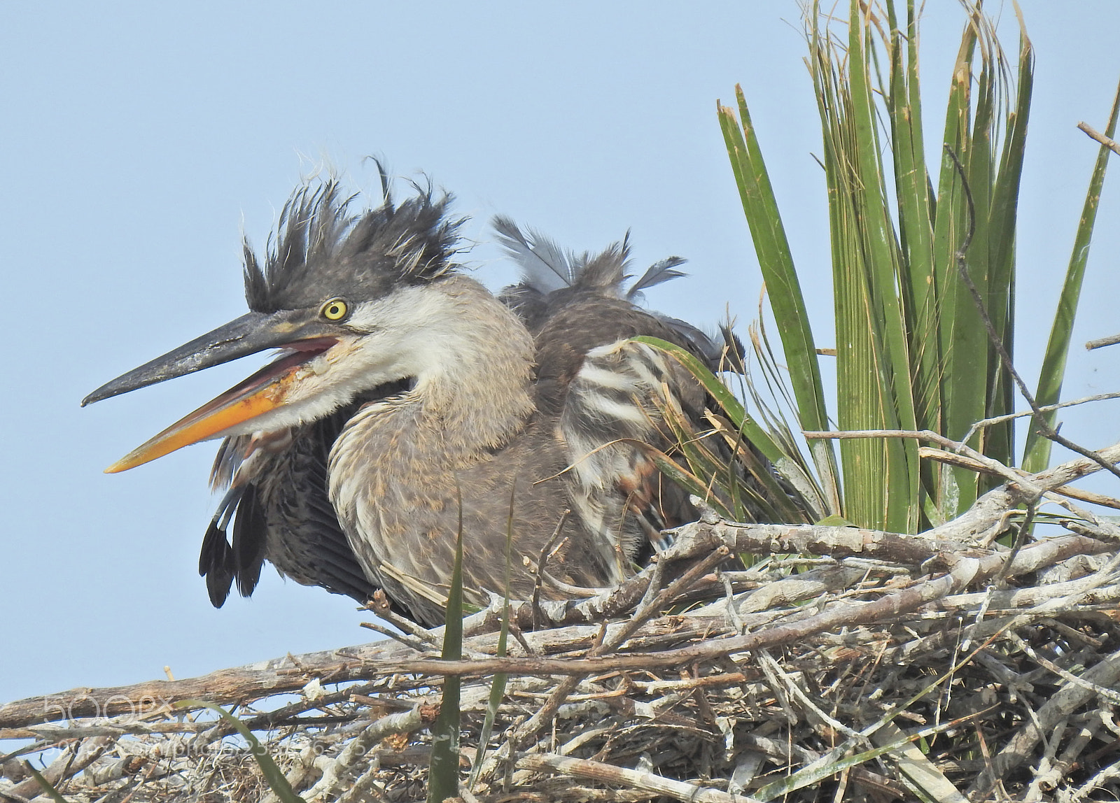 Nikon Coolpix P900 sample photo. Great blue heron fledgling photography