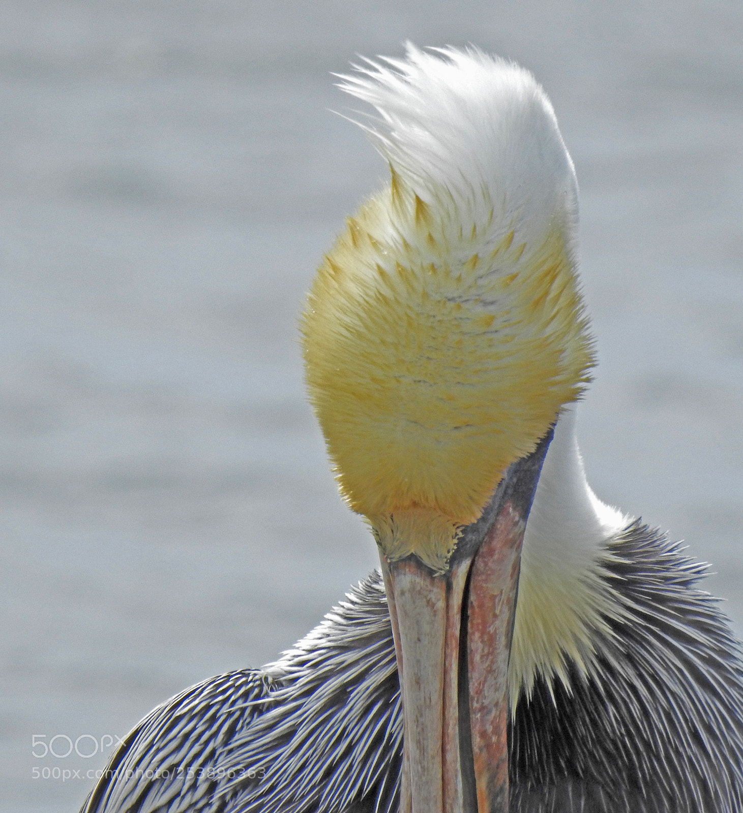 Nikon Coolpix P900 sample photo. Brown pelican looking down photography