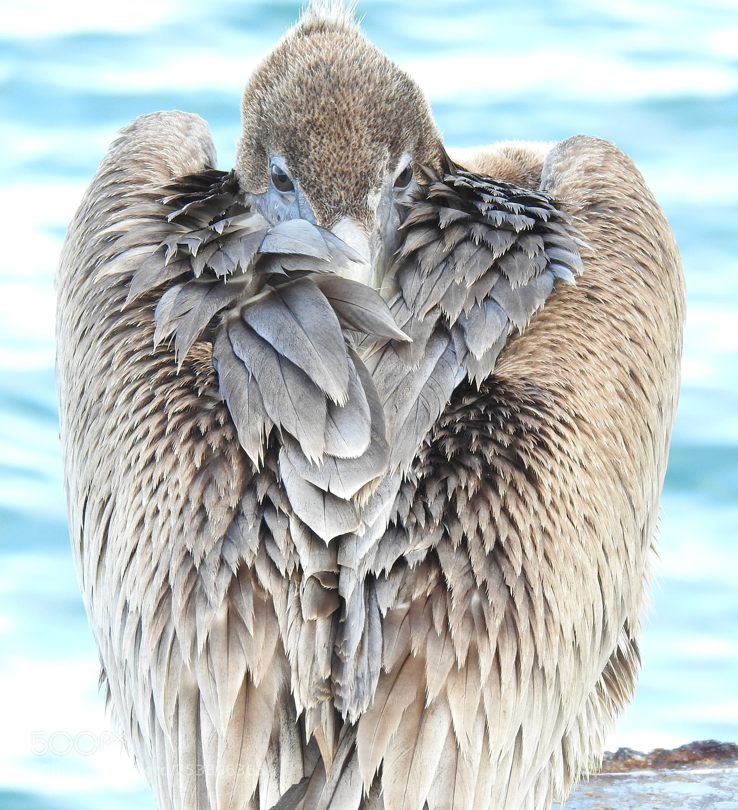 Nikon Coolpix P900 sample photo. Brown pelican photography