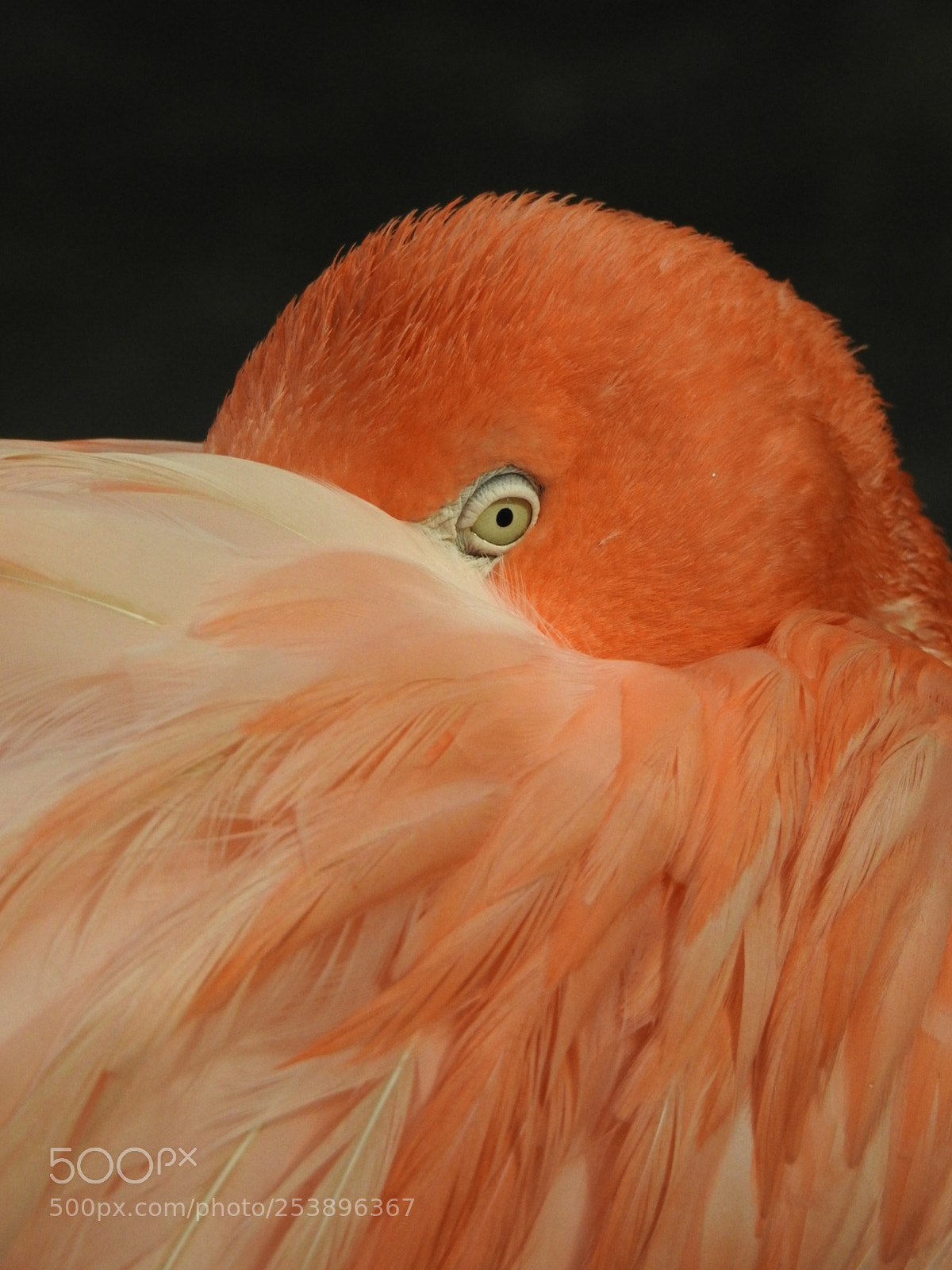 Nikon Coolpix P900 sample photo. Flamingo photography