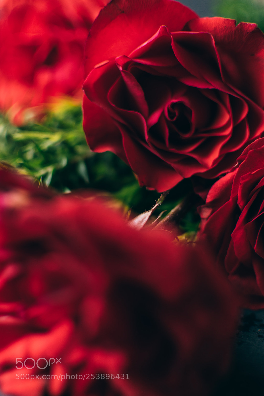 Nikon D3300 sample photo. Red flowers photography