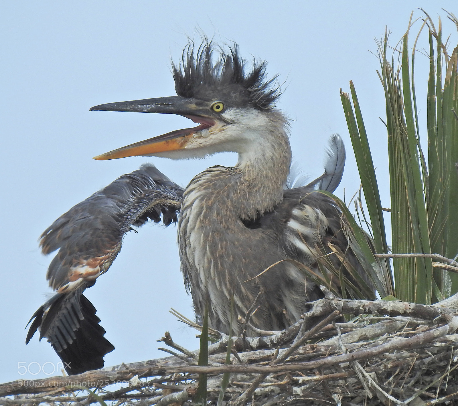 Nikon Coolpix P900 sample photo. Great blue heron fledgling photography
