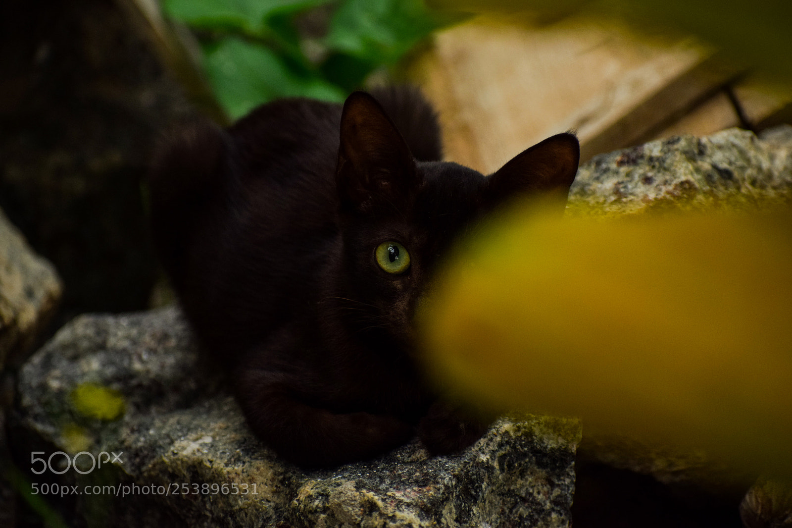 Nikon D5300 sample photo. A black kitten hiding photography