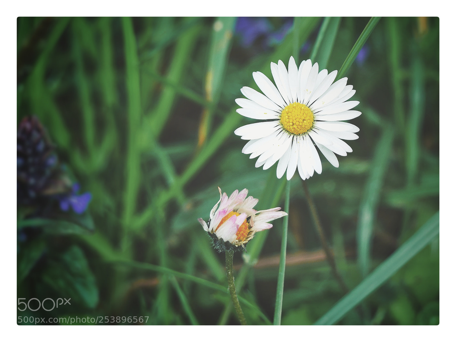 Panasonic Lumix DMC-G85 (Lumix DMC-G80) sample photo. Untitled photography