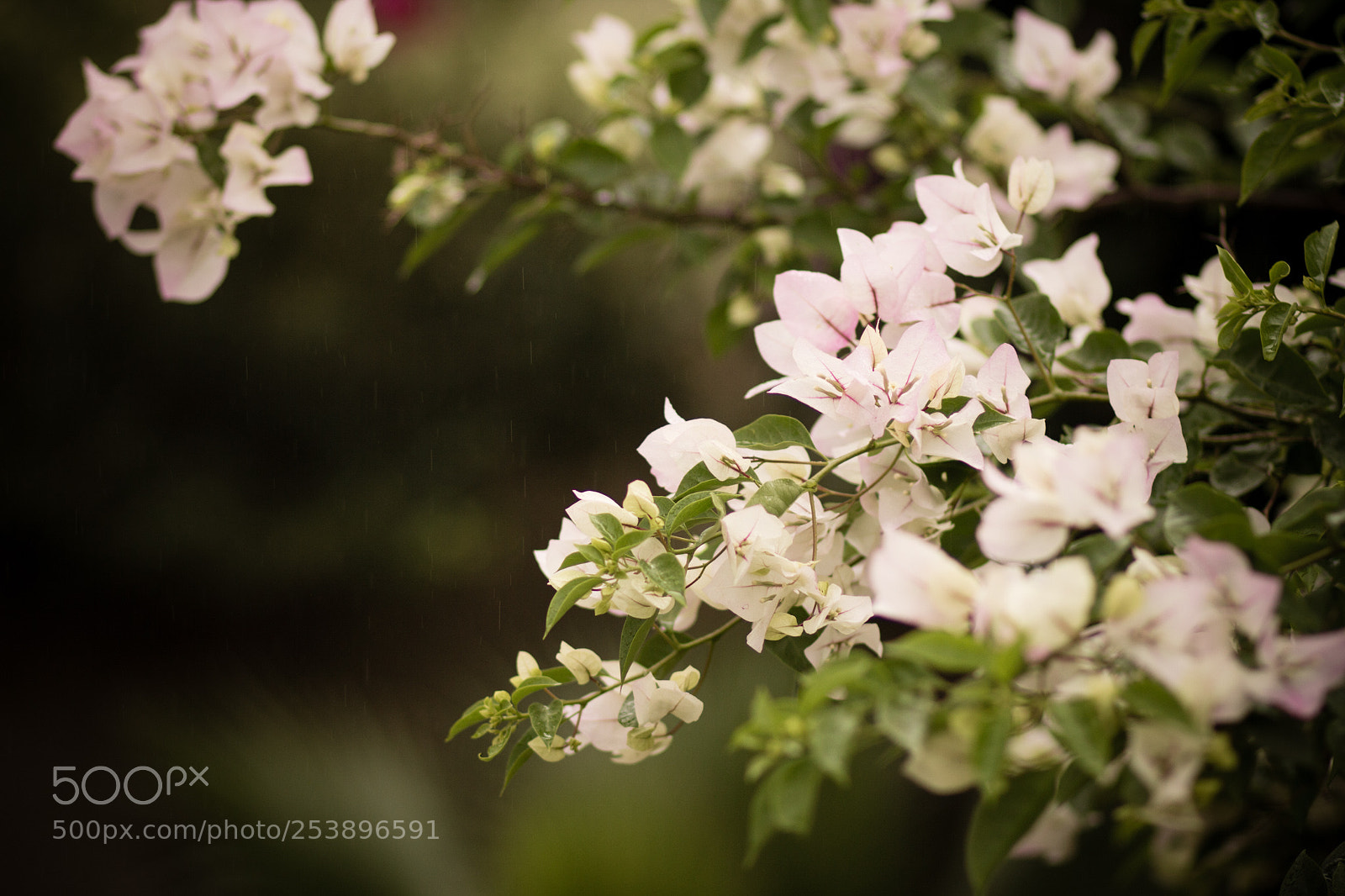 Canon EOS 60D sample photo. Flowers photography
