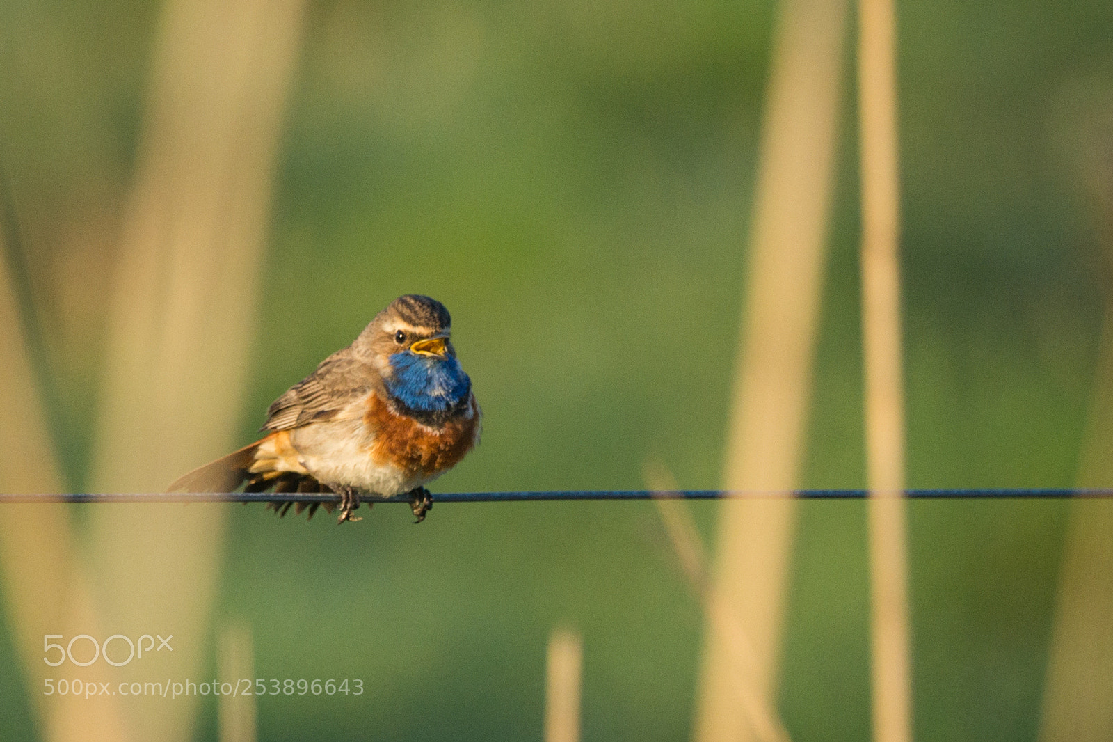 Sony SLT-A99V sample photo. Bird on a wire photography